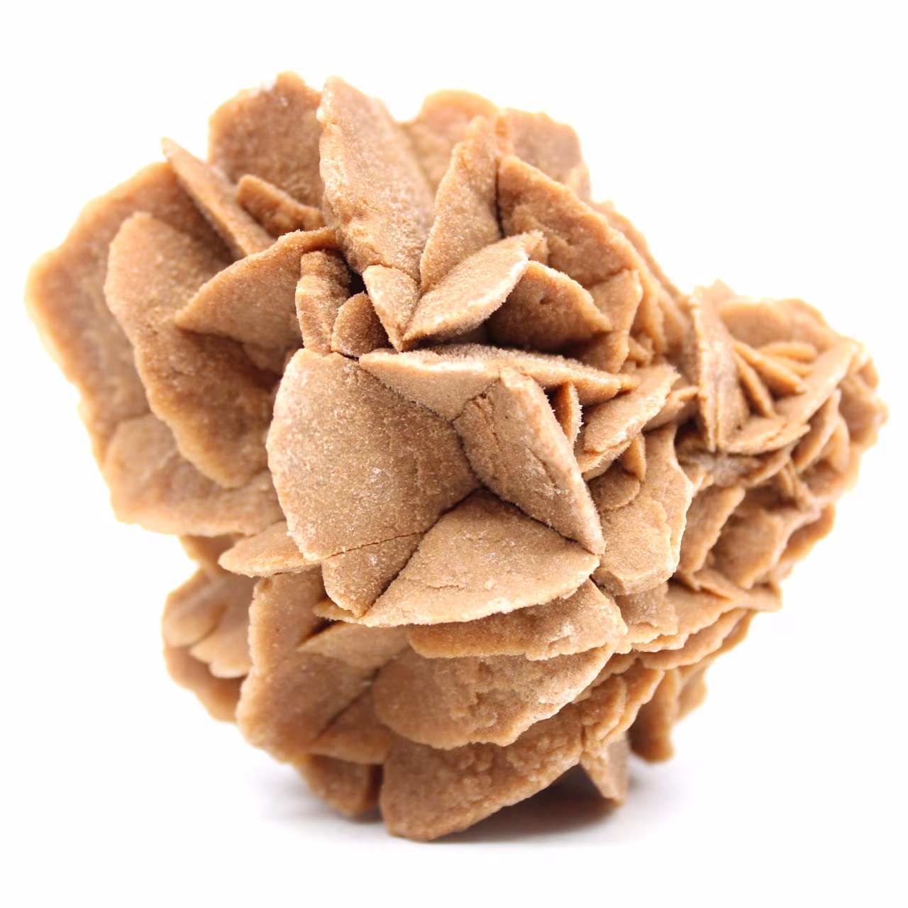 Desert Rose