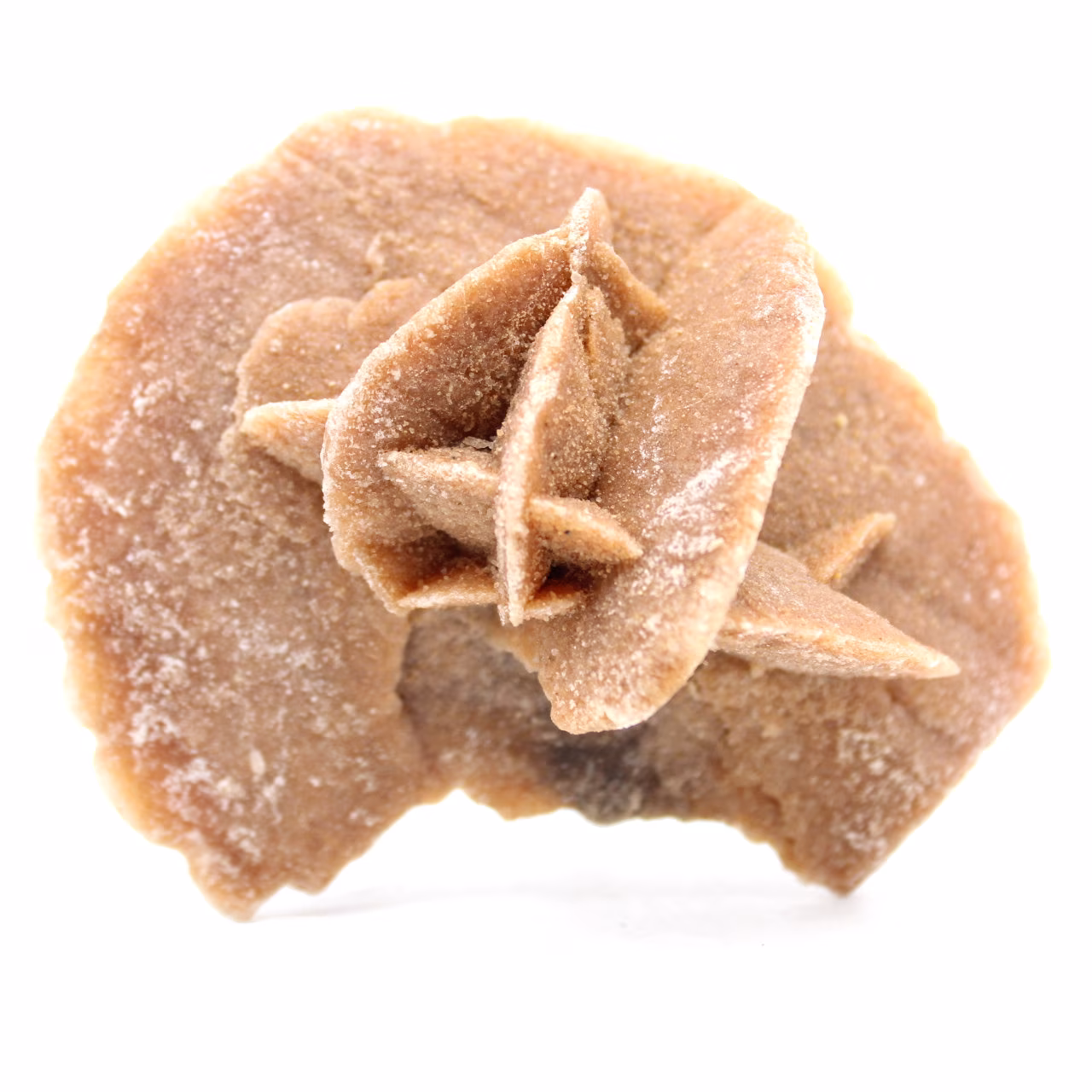 raw sand rose