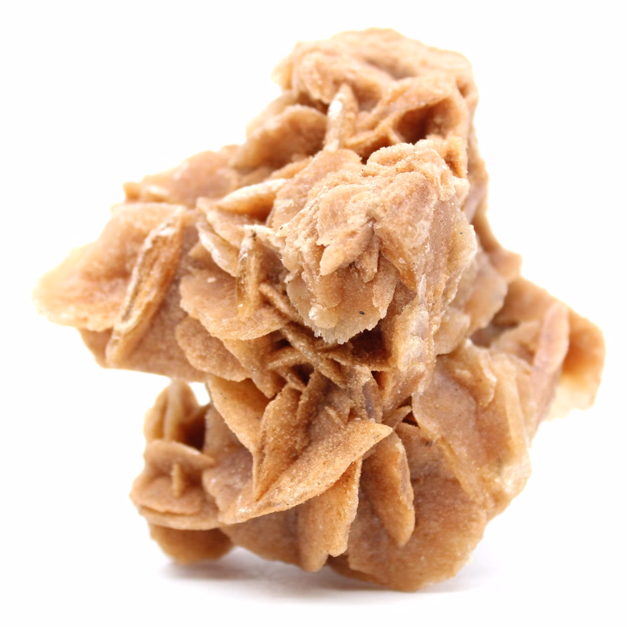 Desert Rose