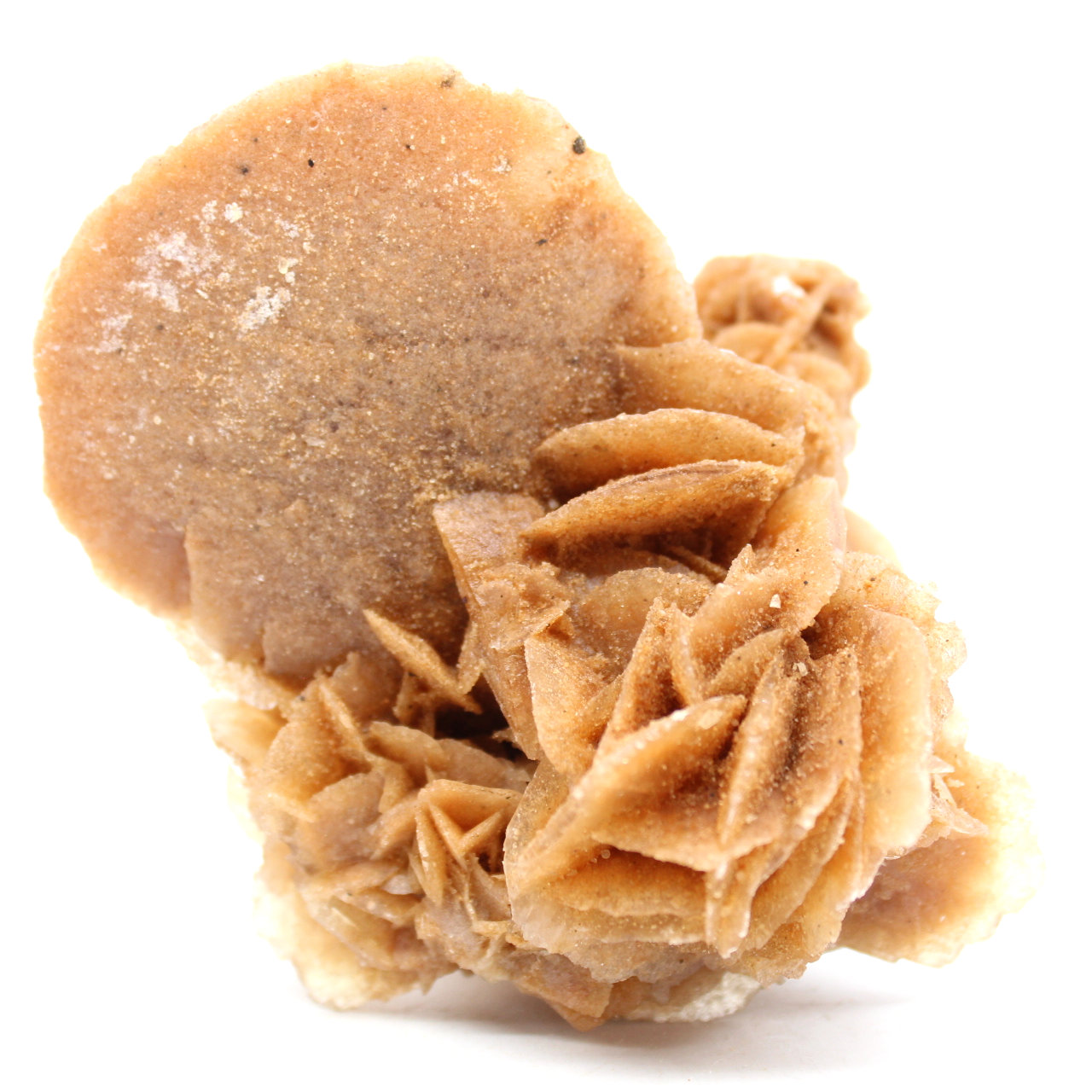 Desert Rose