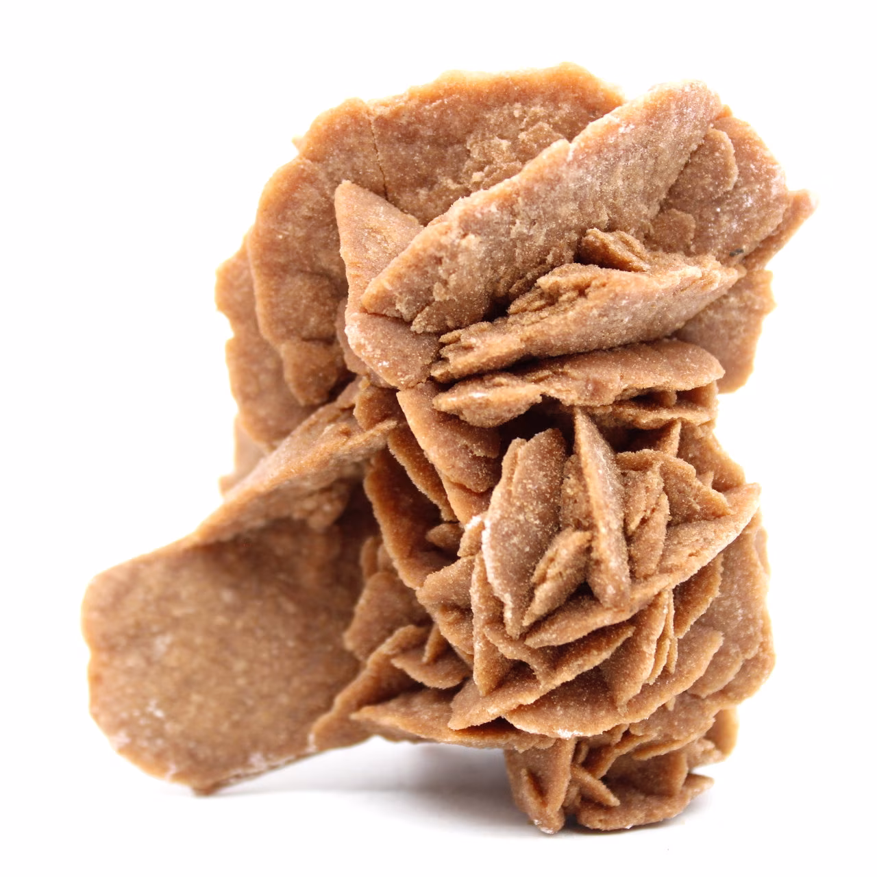 Desert Rose