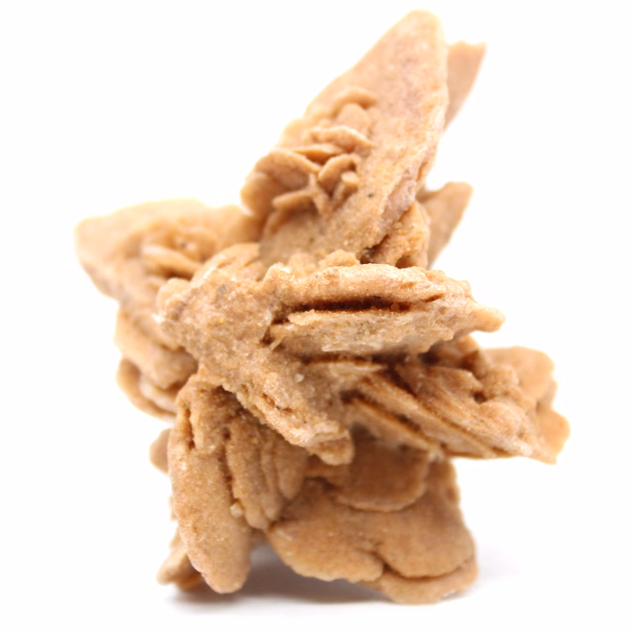 Desert Rose