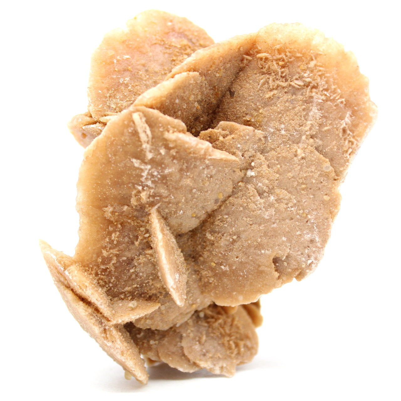 Desert Rose