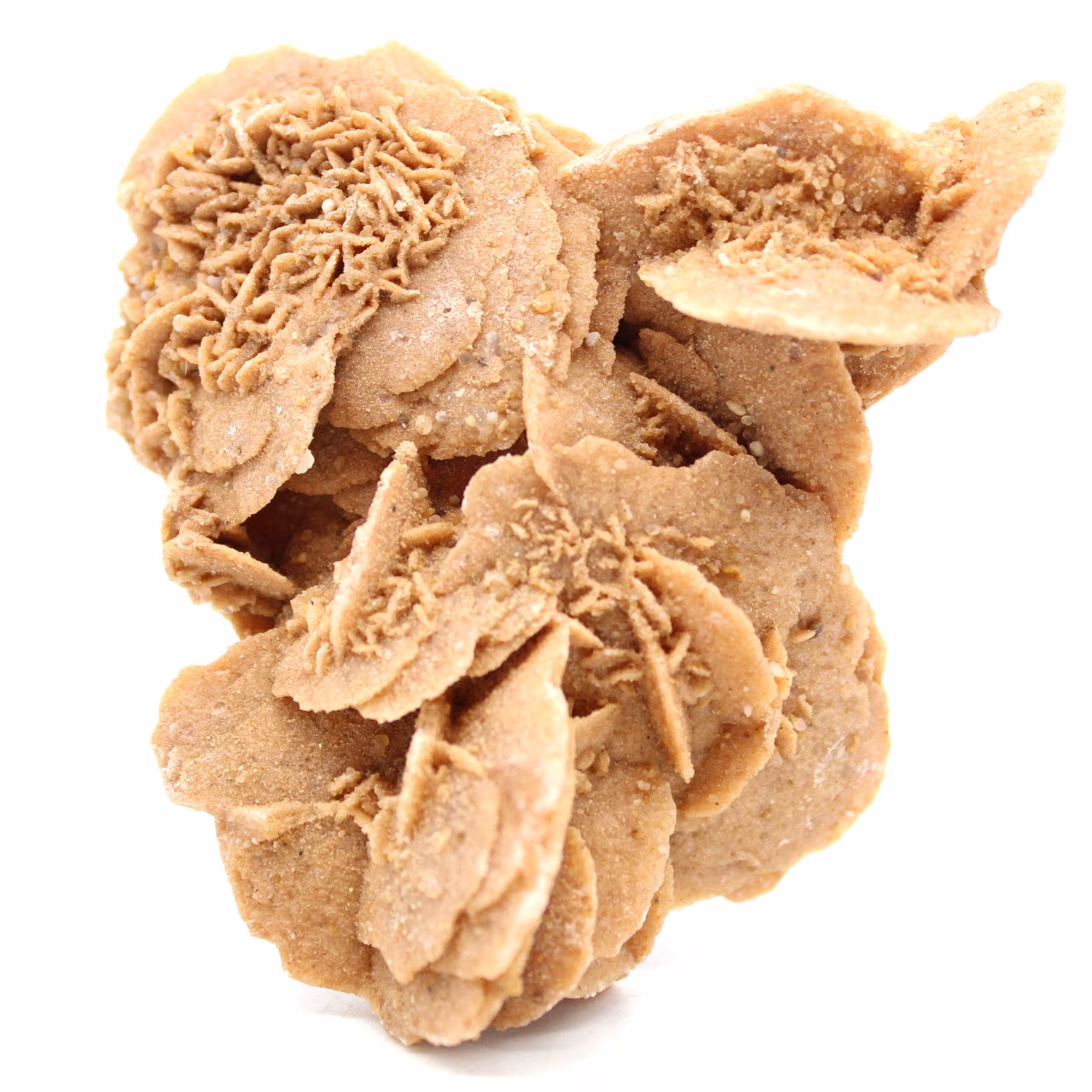 Desert Rose