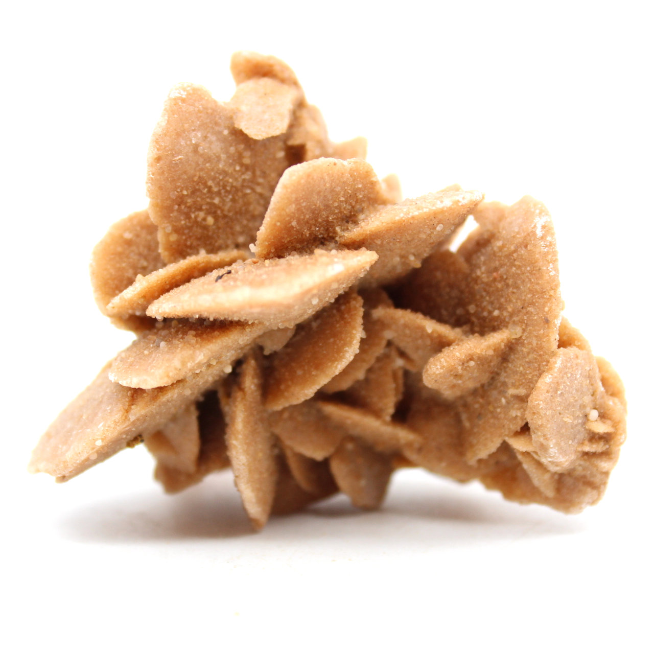raw sand rose