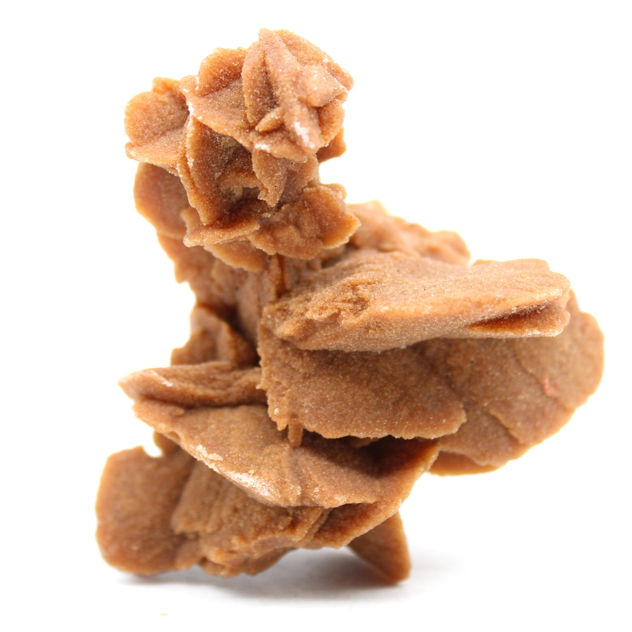 Desert Rose