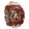 Natural petrified wood - 0