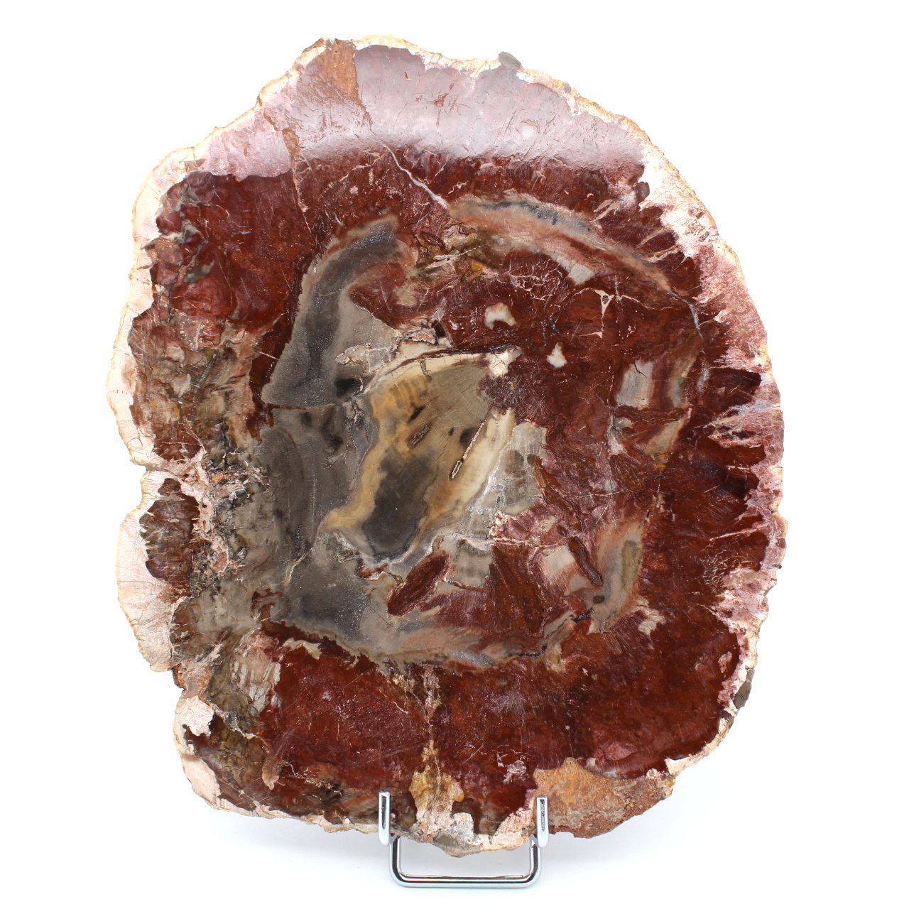 Natural petrified wood