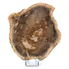 Natural fossilized wood - 0