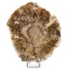 Petrified wood from Madagascar - 0