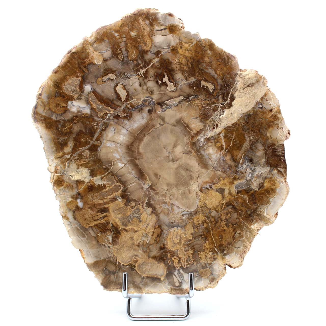 Petrified wood from Madagascar