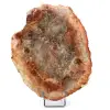 Slice of fossilized wood from Madagascar - 0