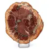 Slice of silicified wood from Madagascar - 0