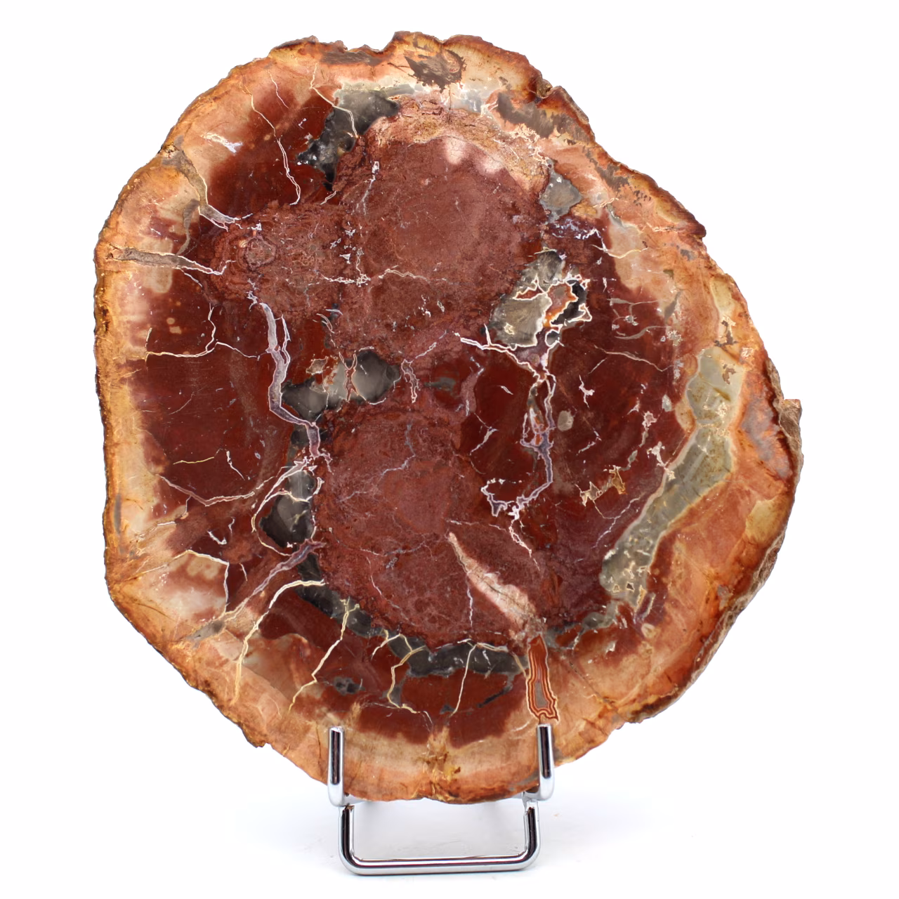 Slice of silicified wood from Madagascar