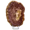Natural polished petrified wood - 0