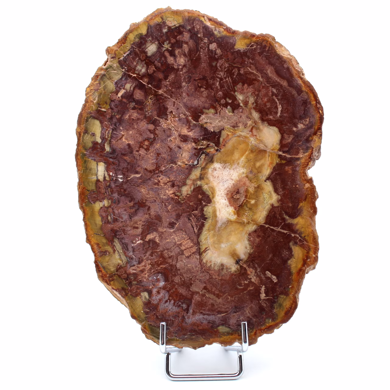 Natural polished petrified wood