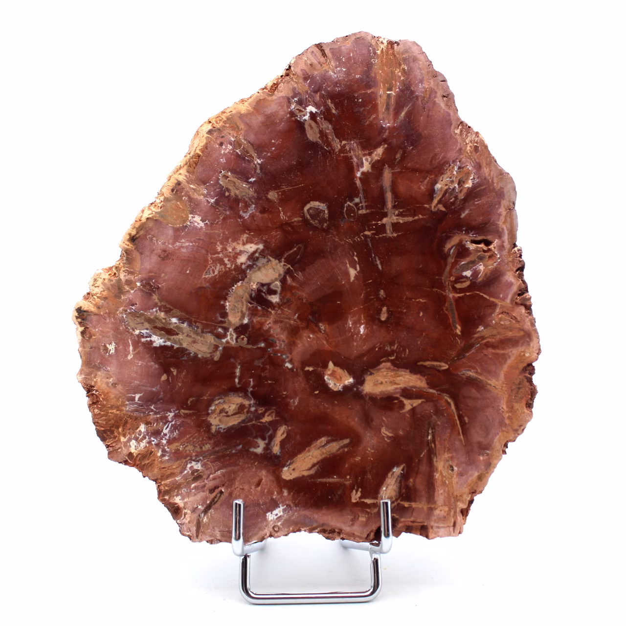 Fossilized polished wood from Madagascar