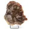 Natural fossilized wood - 0