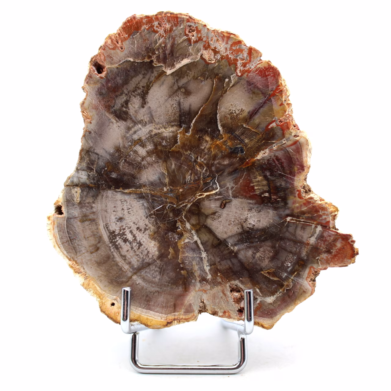 Natural fossilized wood
