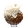 Whole polished ammonite - 0