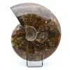 Whole polished natural ammonite - 0