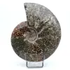 Ammonite complete - 0