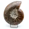 Whole polished ammonite - 0