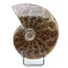 Whole ammonite fossil - 0