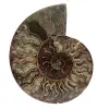 Polished sawn ammonite - 0