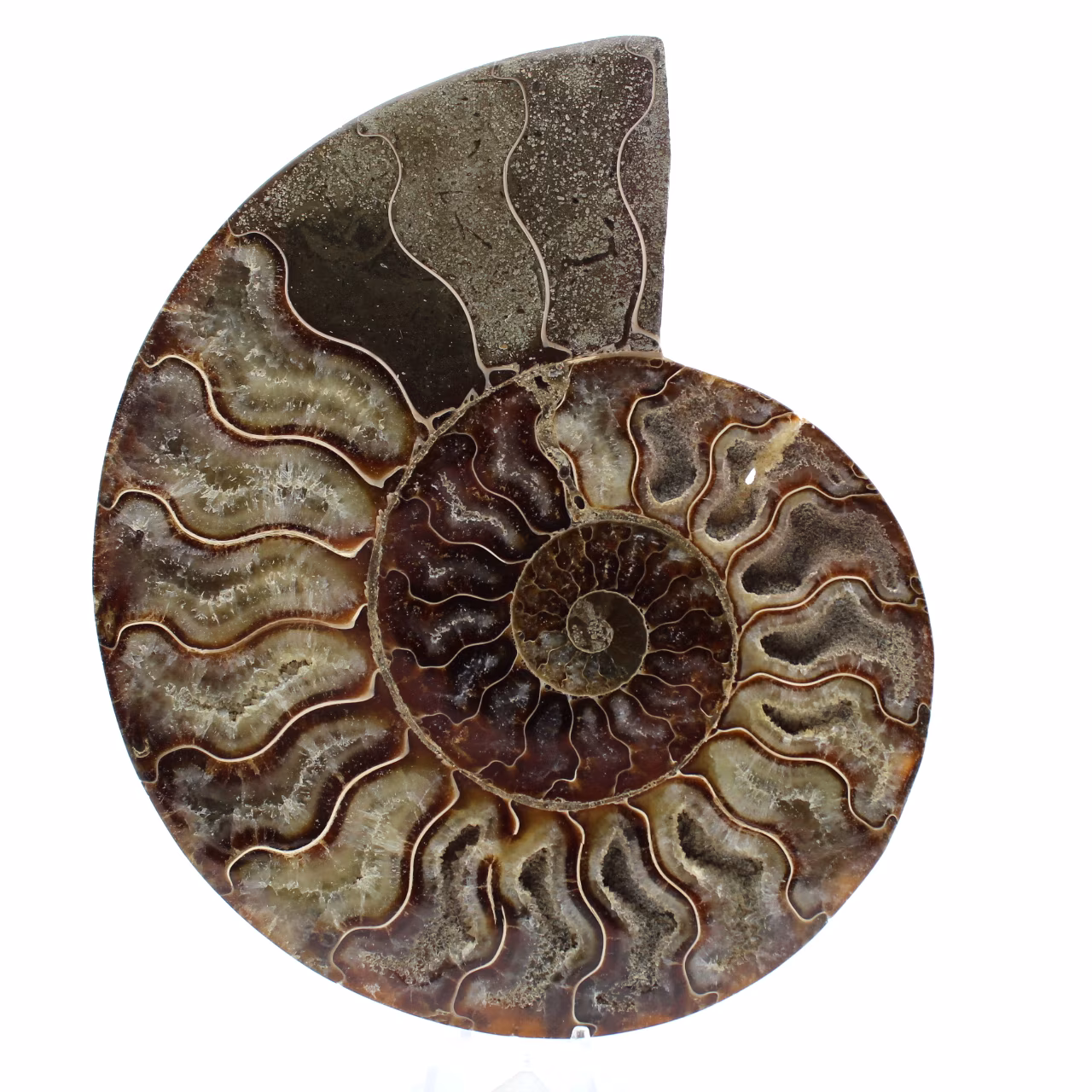 Polished sawn ammonite