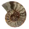 One piece ammonite fossil - 0