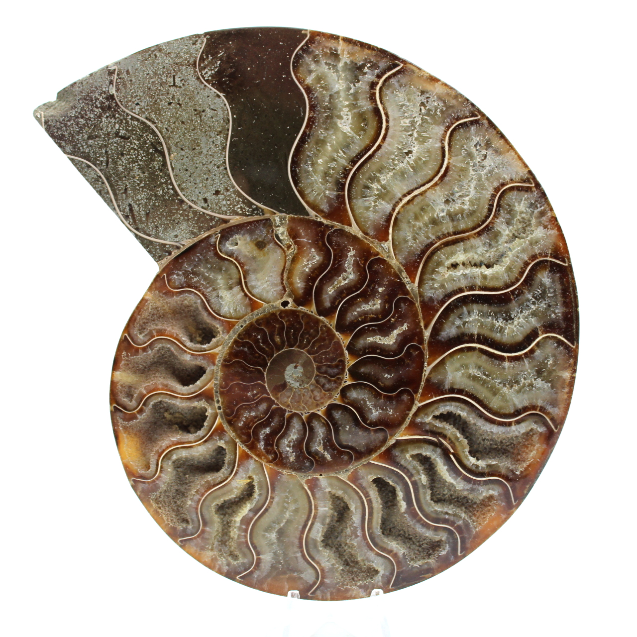 One piece ammonite fossil