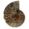 Ammonite from madagascar - 0