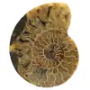 Natural ammonite from madagascar - 0