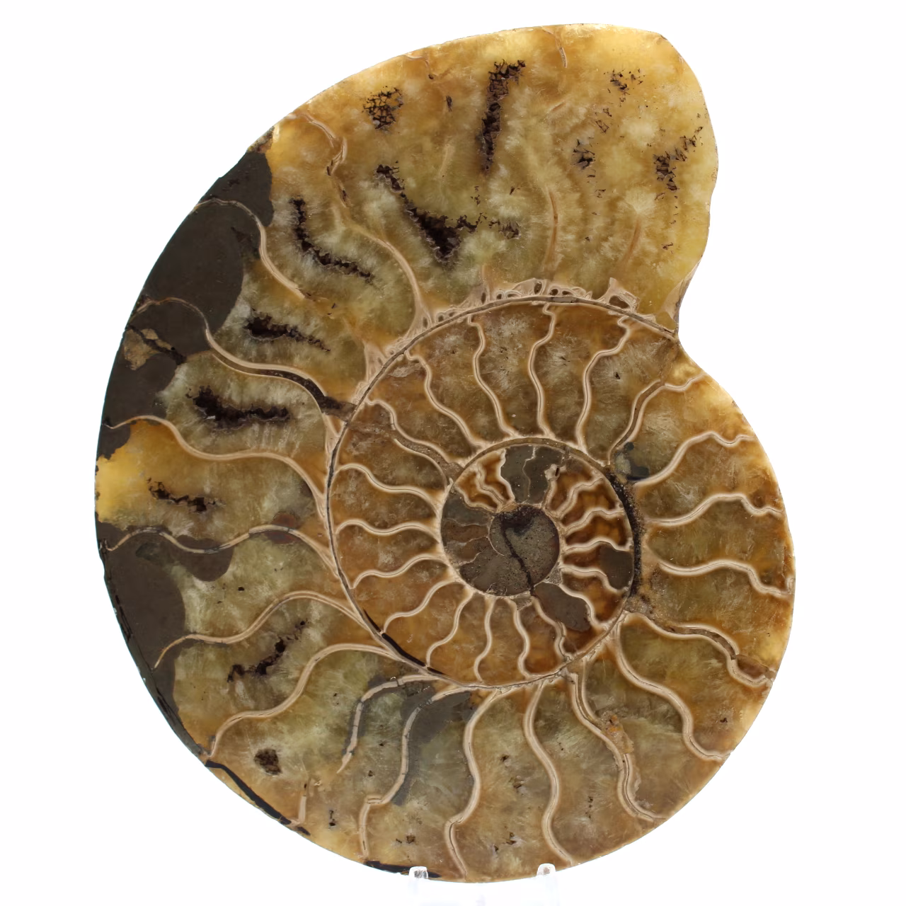Natural ammonite from madagascar