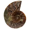Polished ammonite fossil - 0