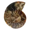 Fossil polished natural ammonite - 0