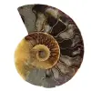 Natural polished ammonite from madagascar - 0