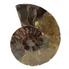 Polished ammonite - 0