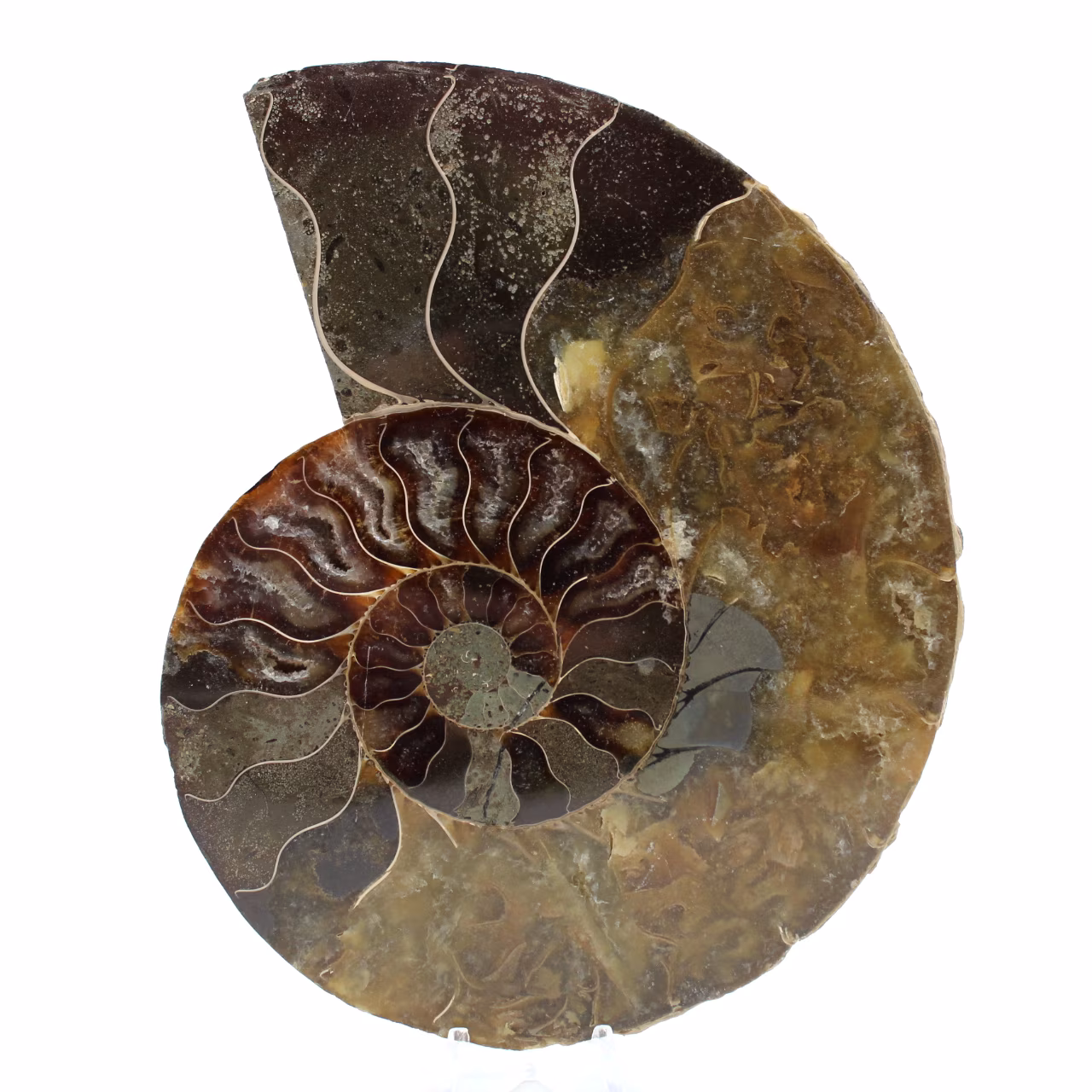 Polished ammonite