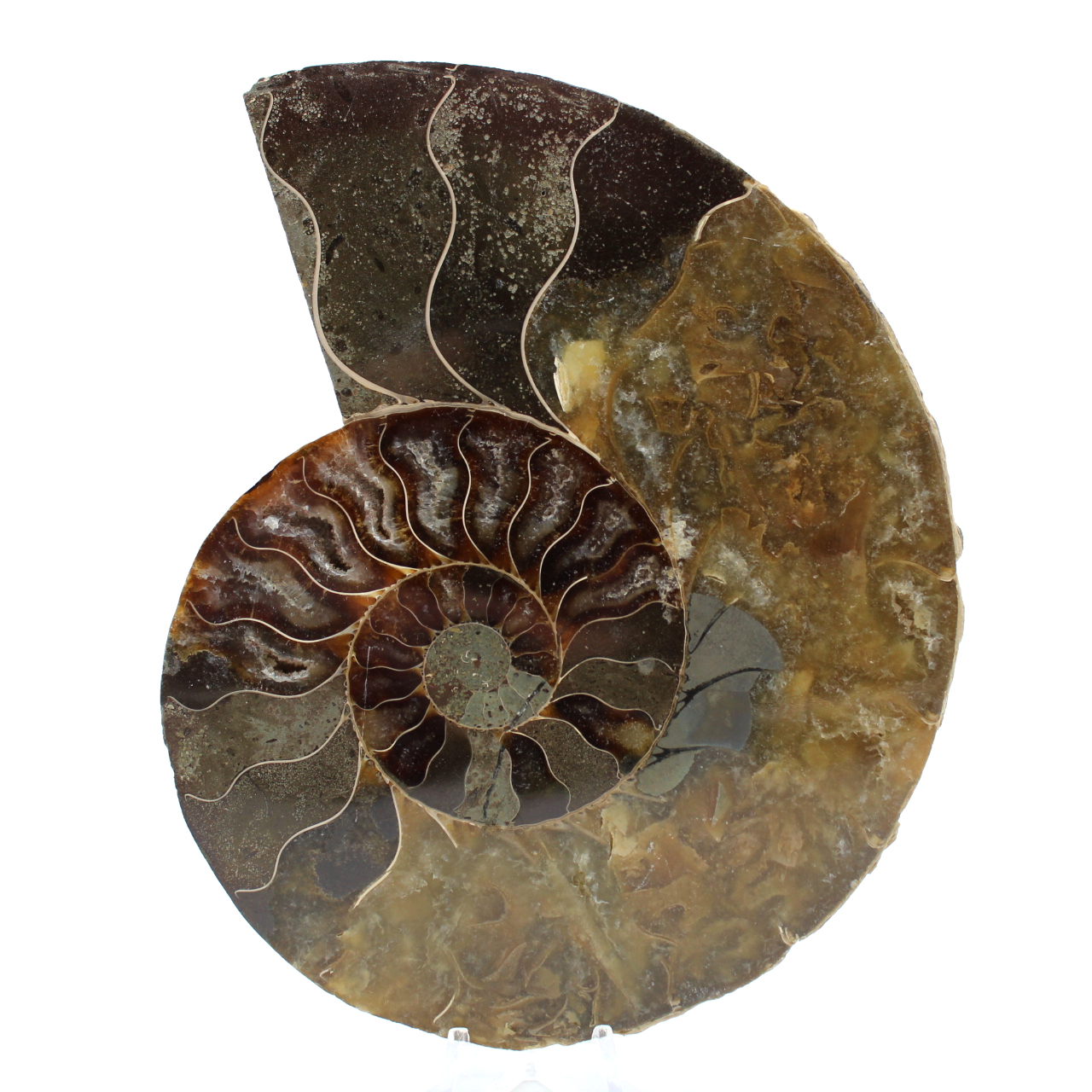 Polished ammonite