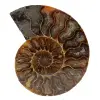 Polished fossilized ammonite - 0