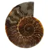 Polished sawn ammonite - 0