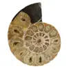 One piece ammonite fossil - 0