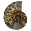 Fossil ammonite from madagascar - 0