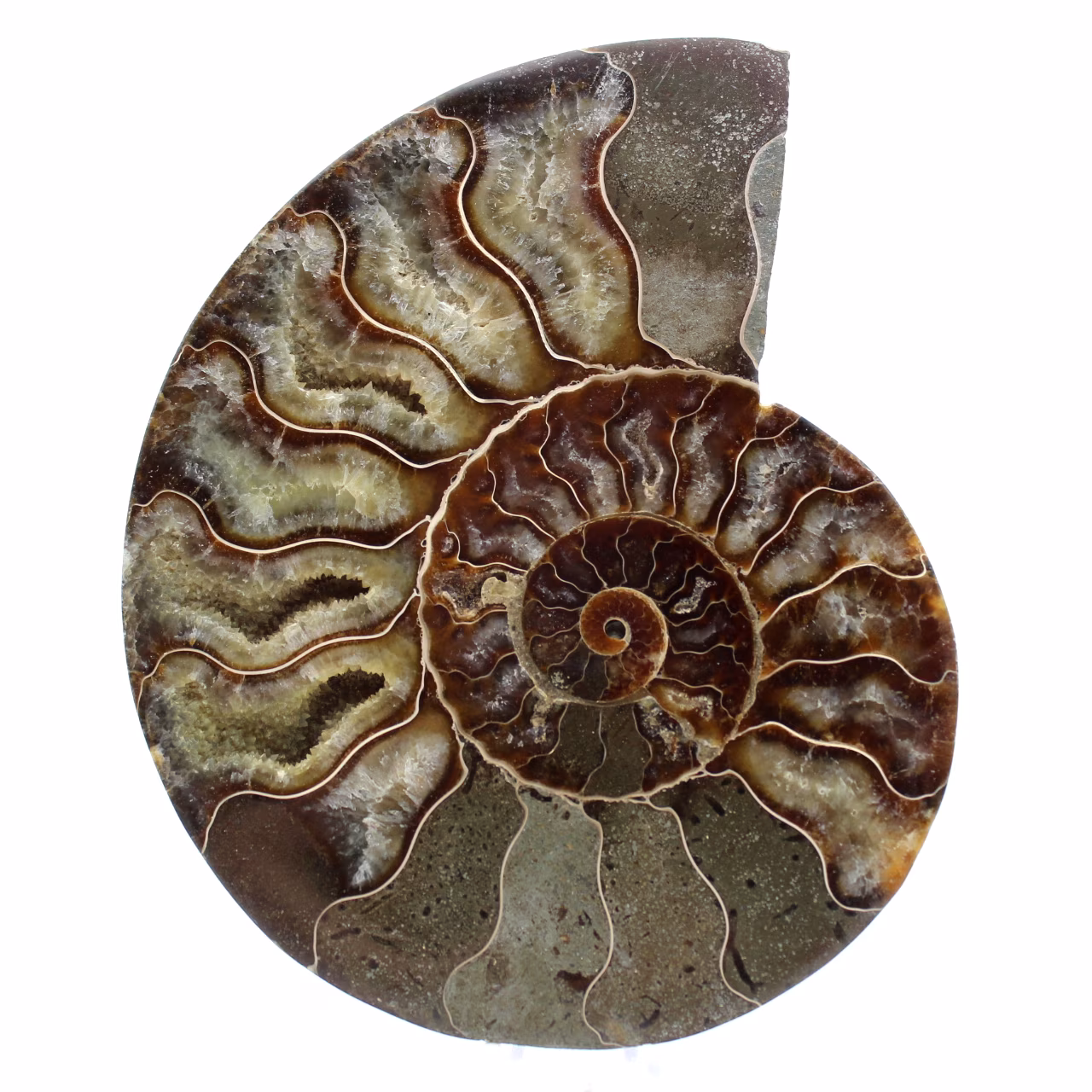 Fossil ammonite from madagascar