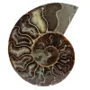 Natural ammonite from madagascar - 0