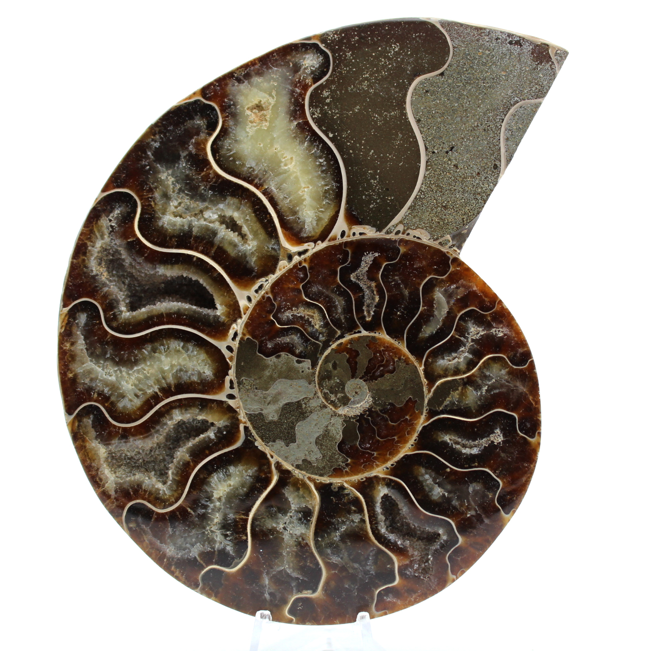 Natural ammonite from madagascar