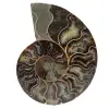 Polished ammonite fossil - 0