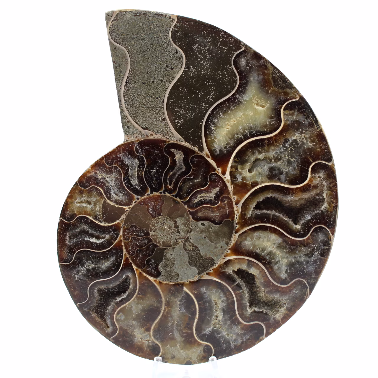 Polished ammonite fossil